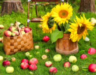 Apples and Sunflowers