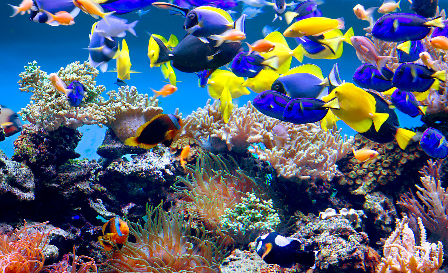 Aquarium Fish Jigsaw Puzzle