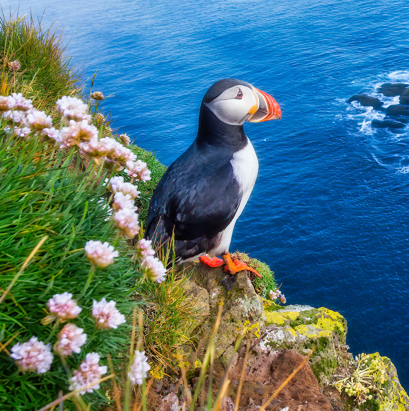 atlantic-puffin-jigsaw-puzzle