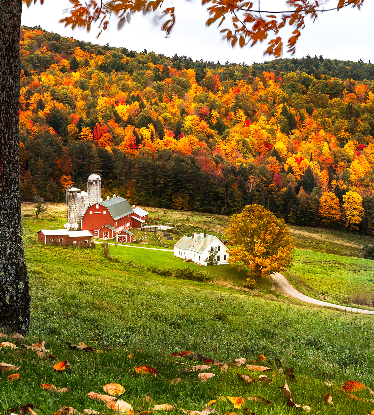 Осень ферма. Autumn in the Farm.