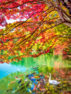 Autumn Pond Jigsaw Puzzle