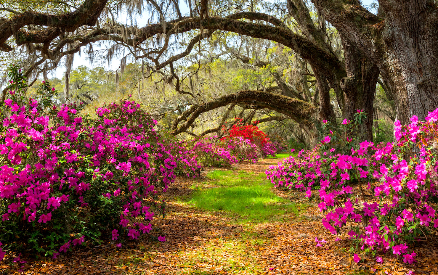 Azaleas and Oaks Jigsaw Puzzle