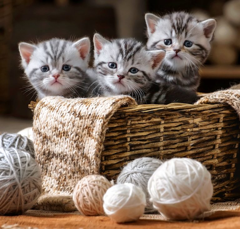 Basket Kittens Jigsaw Puzzle