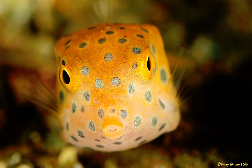 Indonesian Boxfish Jigsaw Puzzle