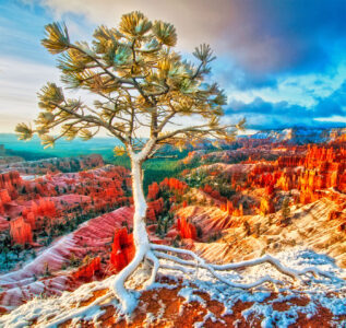 Bryce Canyon Tree Jigsaw Puzzle