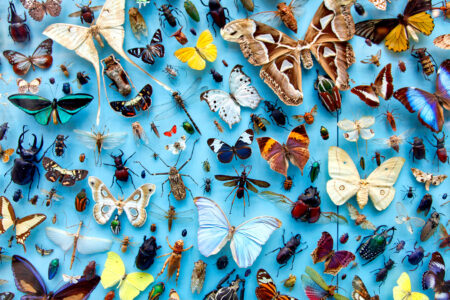 Bug Collection Jigsaw Puzzle