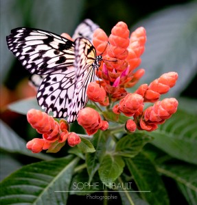 Butterfly on Flower Jigsaw Puzzle