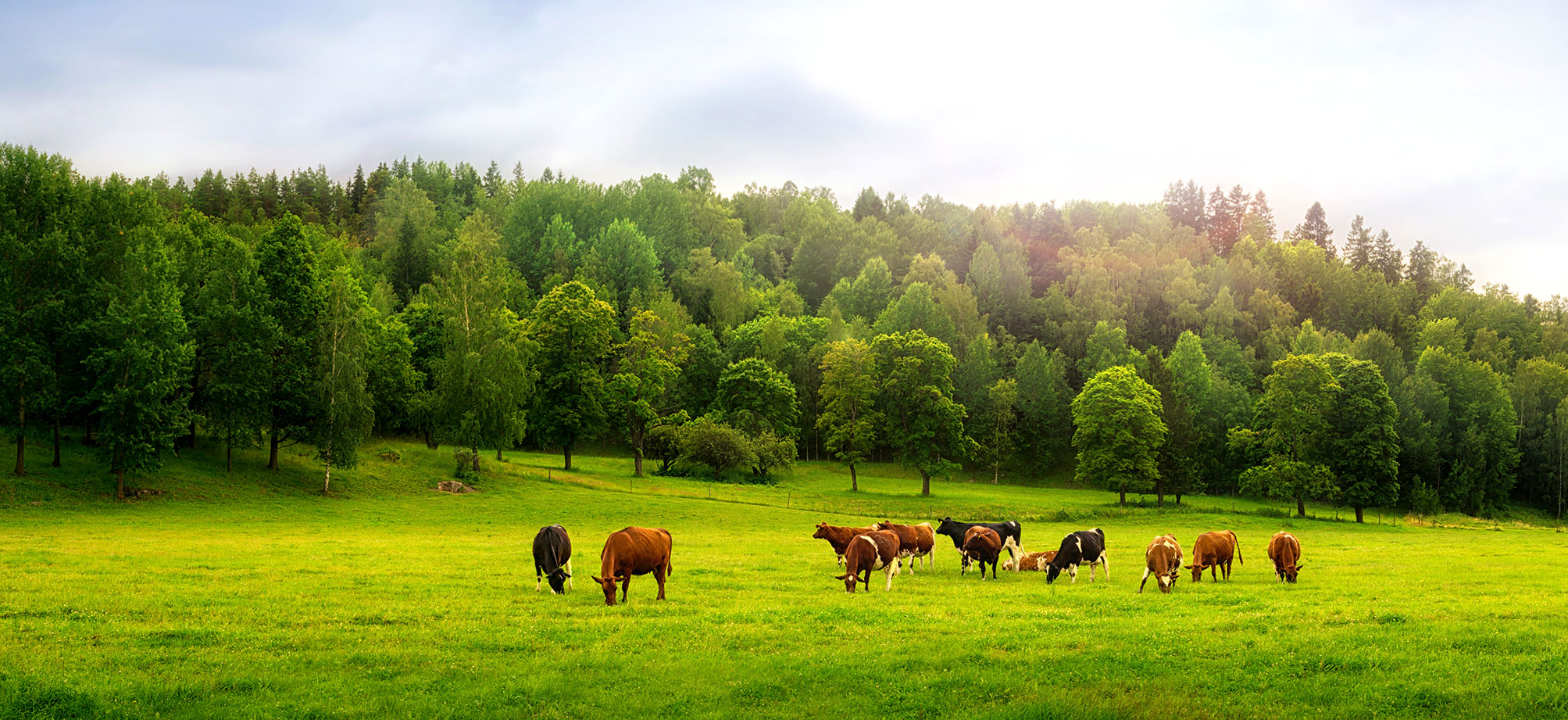 Коровы панорама