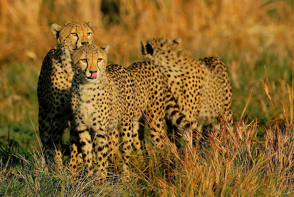 Cheetahs Jigsaw Puzzle