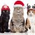 Christmas Cats Jigsaw Puzzle