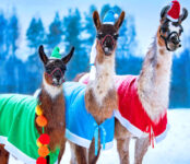 Christmas Llamas