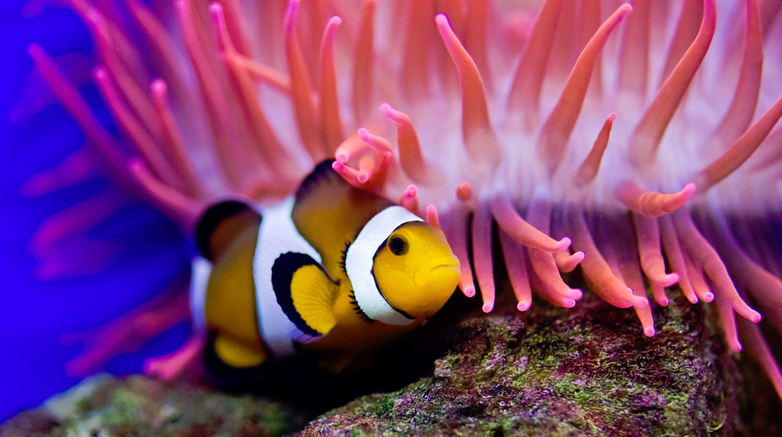 Clownfish Jigsaw Puzzle