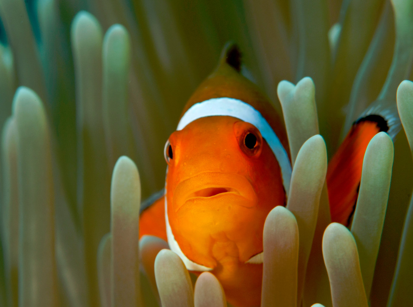 Как пользоваться приложением clownfish