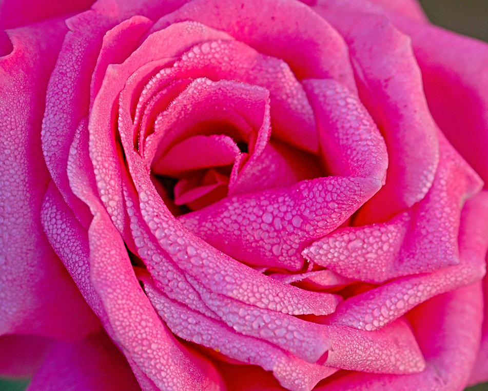 deep-pink-rose-jigsaw-puzzle