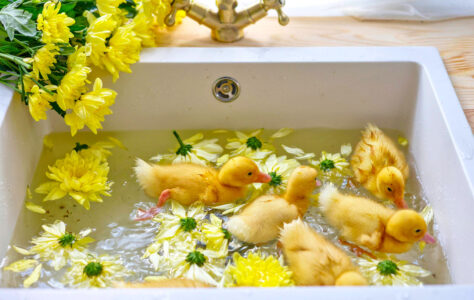 Duck Bath Jigsaw Puzzle