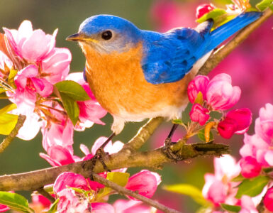 Eastern Bluebird Jigsaw Puzzle