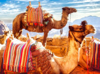 Egyptian Camels