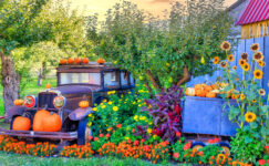 Fall Market Display Jigsaw Puzzle