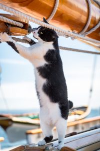 Feline Sailor Jigsaw Puzzle