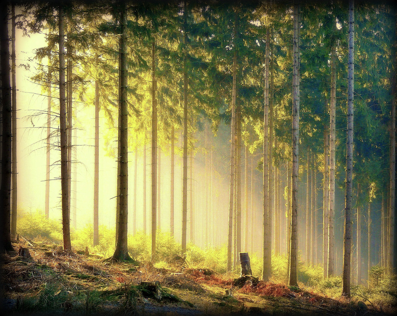 Forest Light Jigsaw Puzzle
