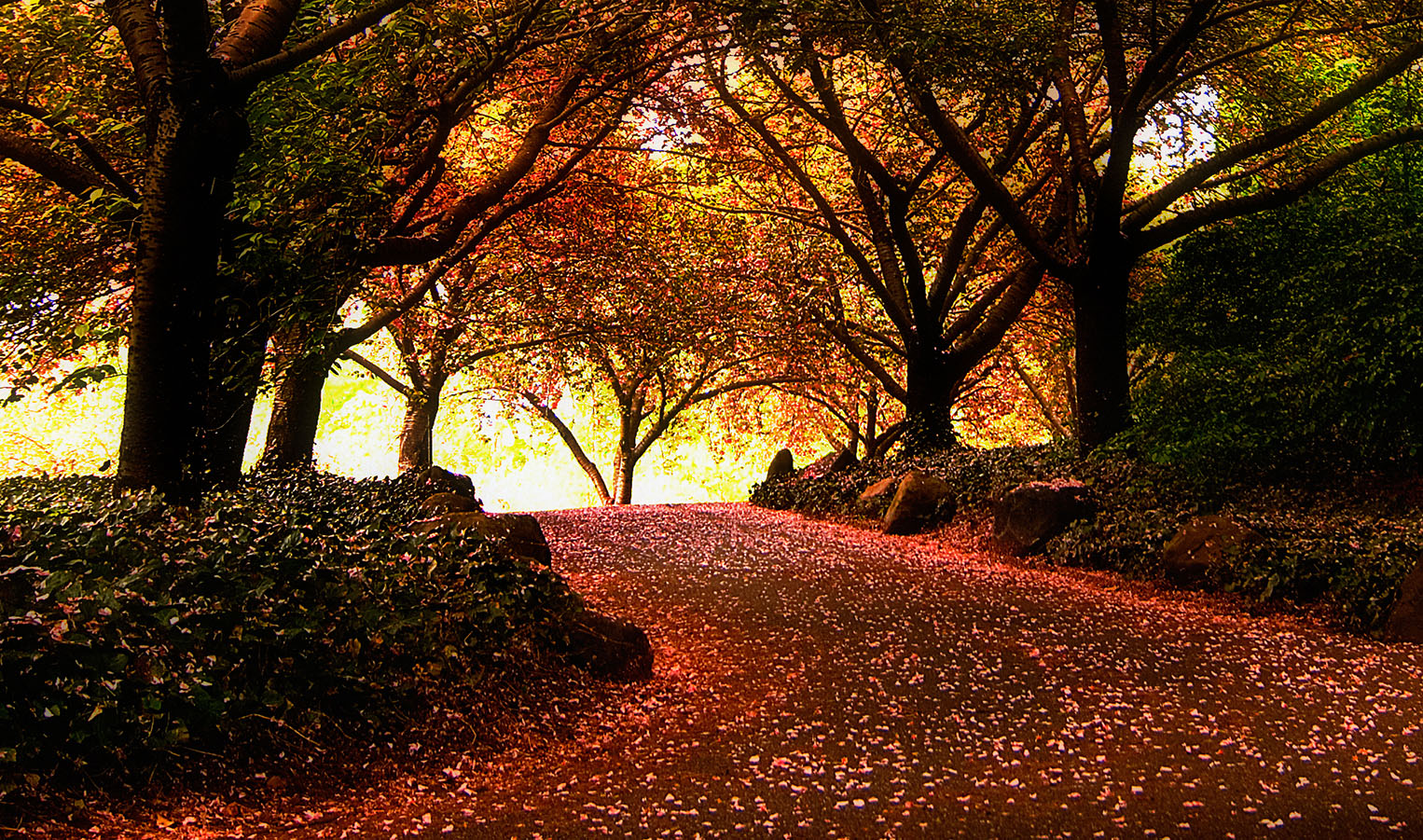 Forest Road Jigsaw Puzzle