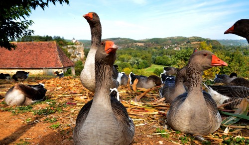 French Geese Jigsaw Puzzle