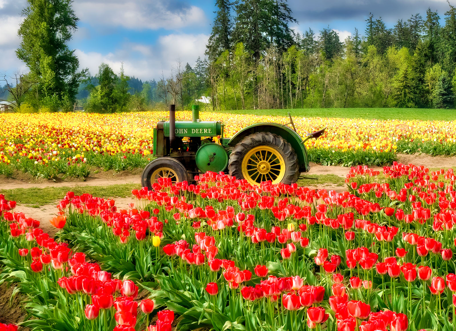 Gervais Tulips Jigsaw Puzzle