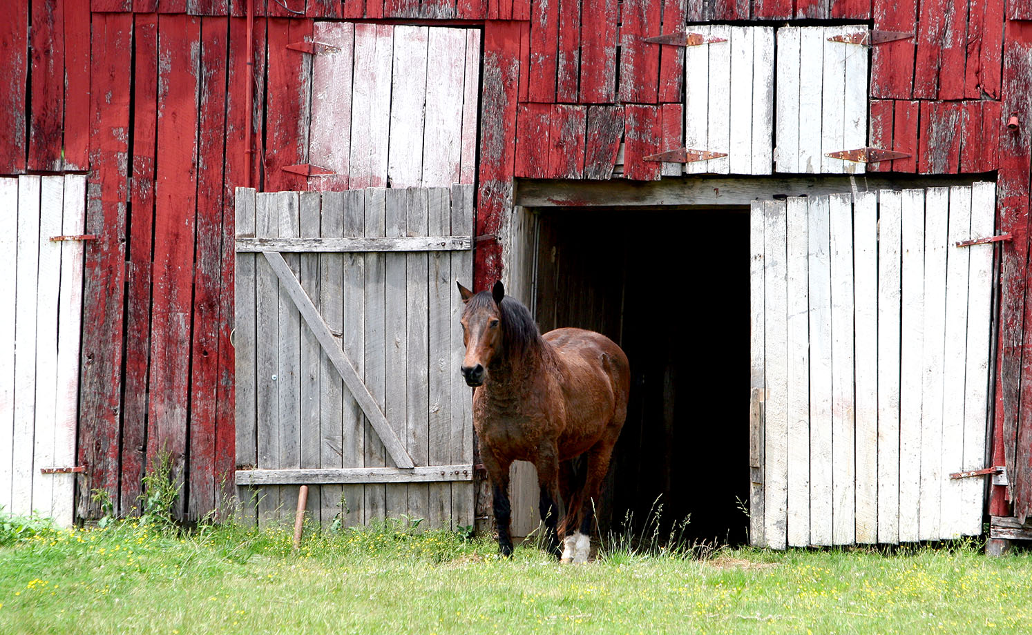 X 24quot Barn Rules Sign Cattle Barn Dream Horse Barns