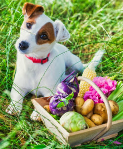 Jack Russell Terrier Jigsaw Puzzle