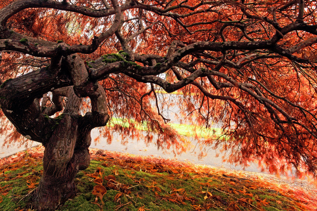 Japanese Maple Tree Jigsaw Puzzle   Japanese Maple Tree 