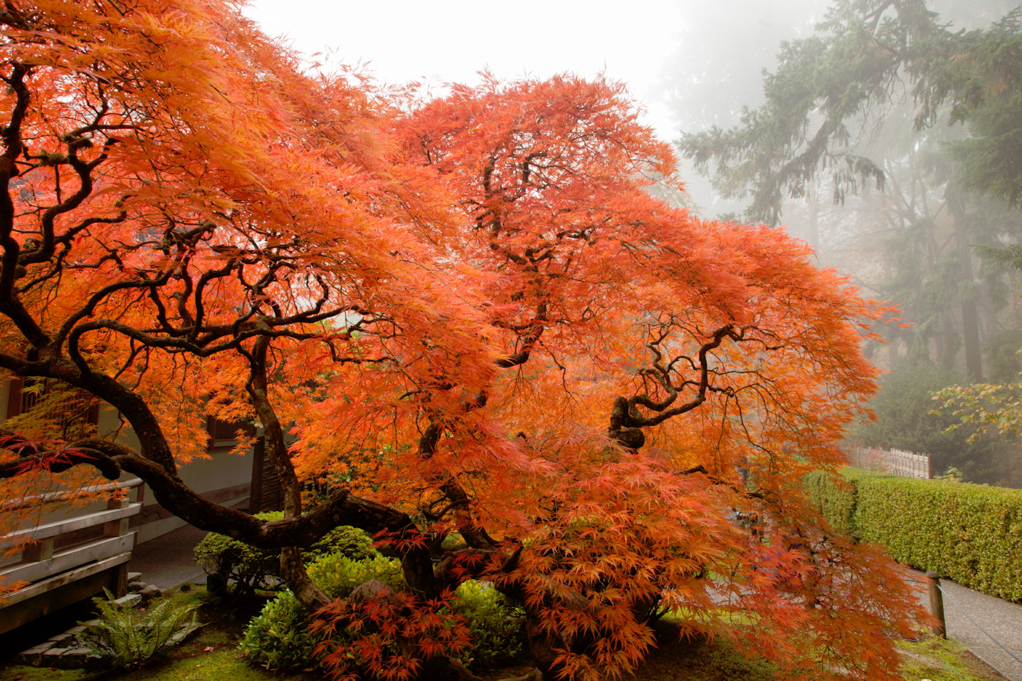 Japanese Maple Jigsaw Puzzle.