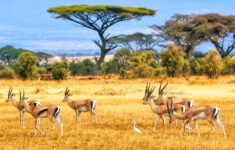 Kenya Gazelles