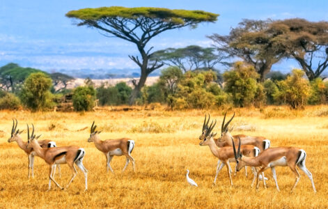 Kenya Gazelles Jigsaw Puzzle