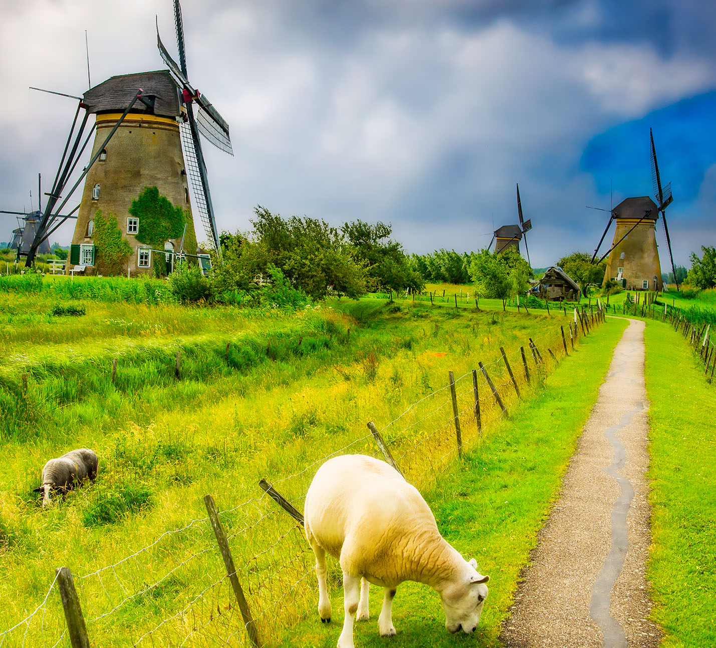 kinderdijk-sheep-jigsaw-puzzle