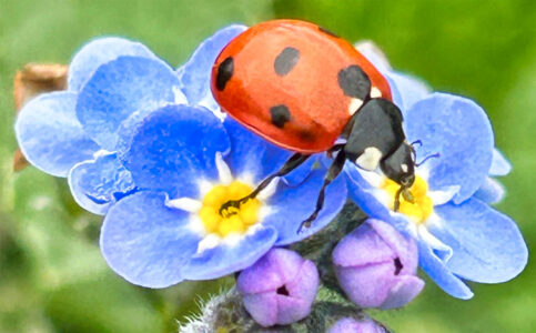 Ladybug Jigsaw Puzzle