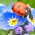 Ladybug Jigsaw Puzzle