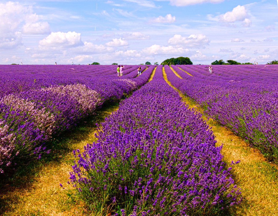 Lavender Jigsaw Puzzle