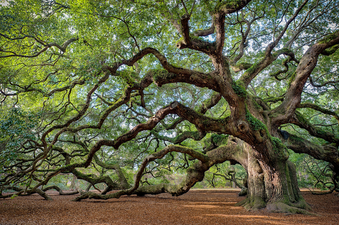 Live Oak Jigsaw Puzzle   Live Oak 