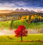 Lone Red Tree