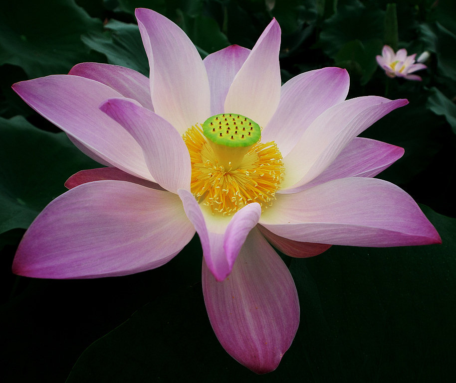 Lotus Jigsaw Puzzle