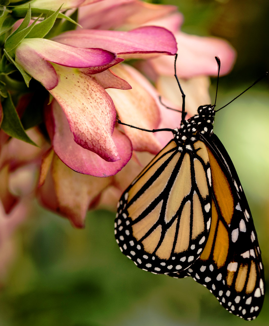 Monarch Butterfly Free Worksheets