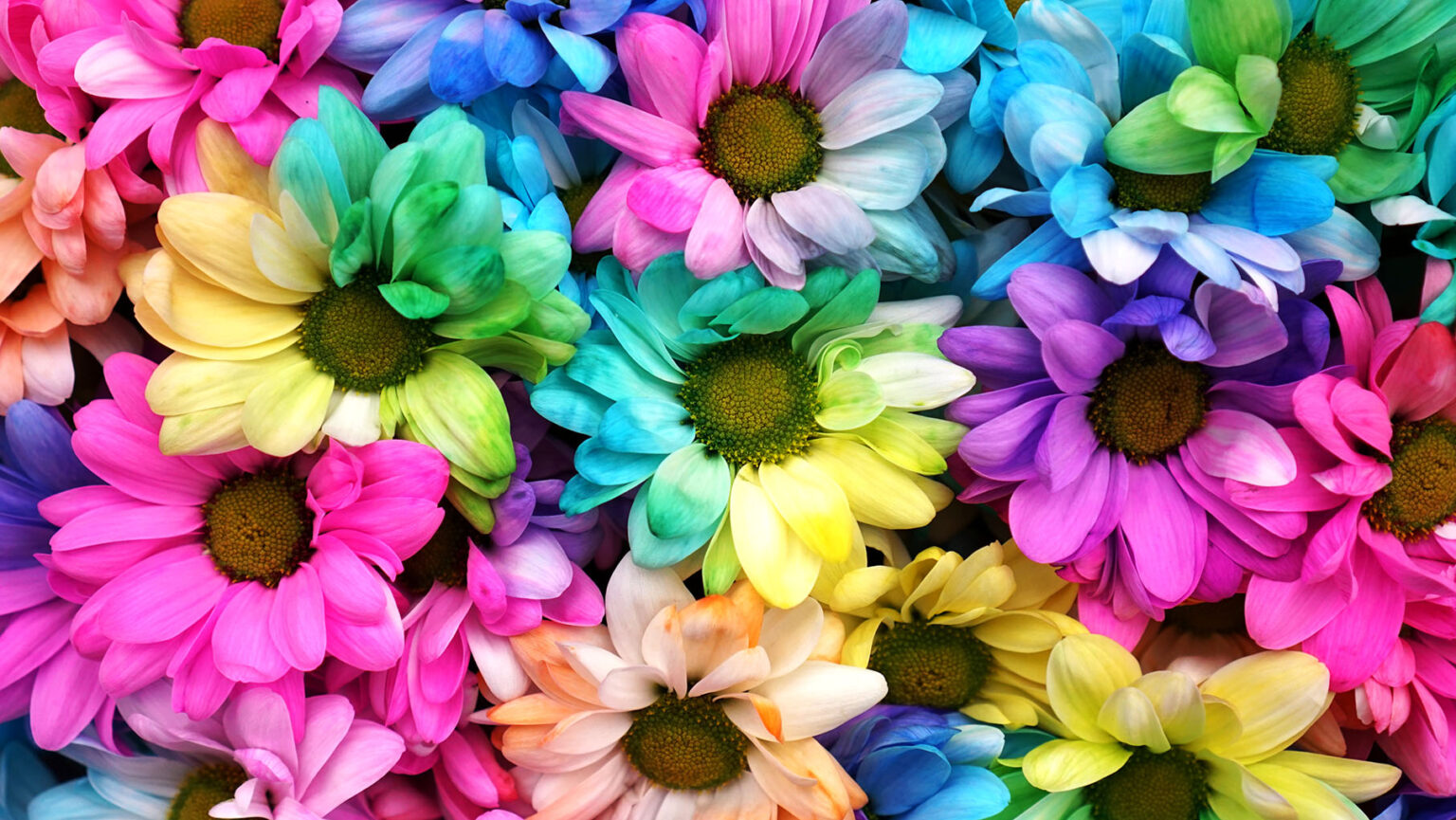 Multicolored Daisies Jigsaw Puzzle