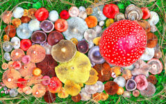 Mushroom Medley