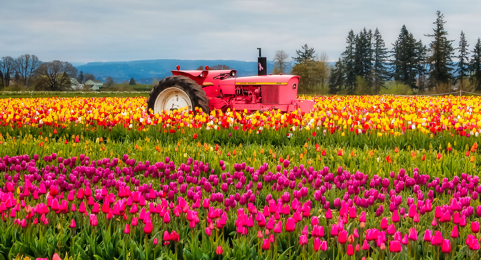 Oregon Tulips Jigsaw Puzzle