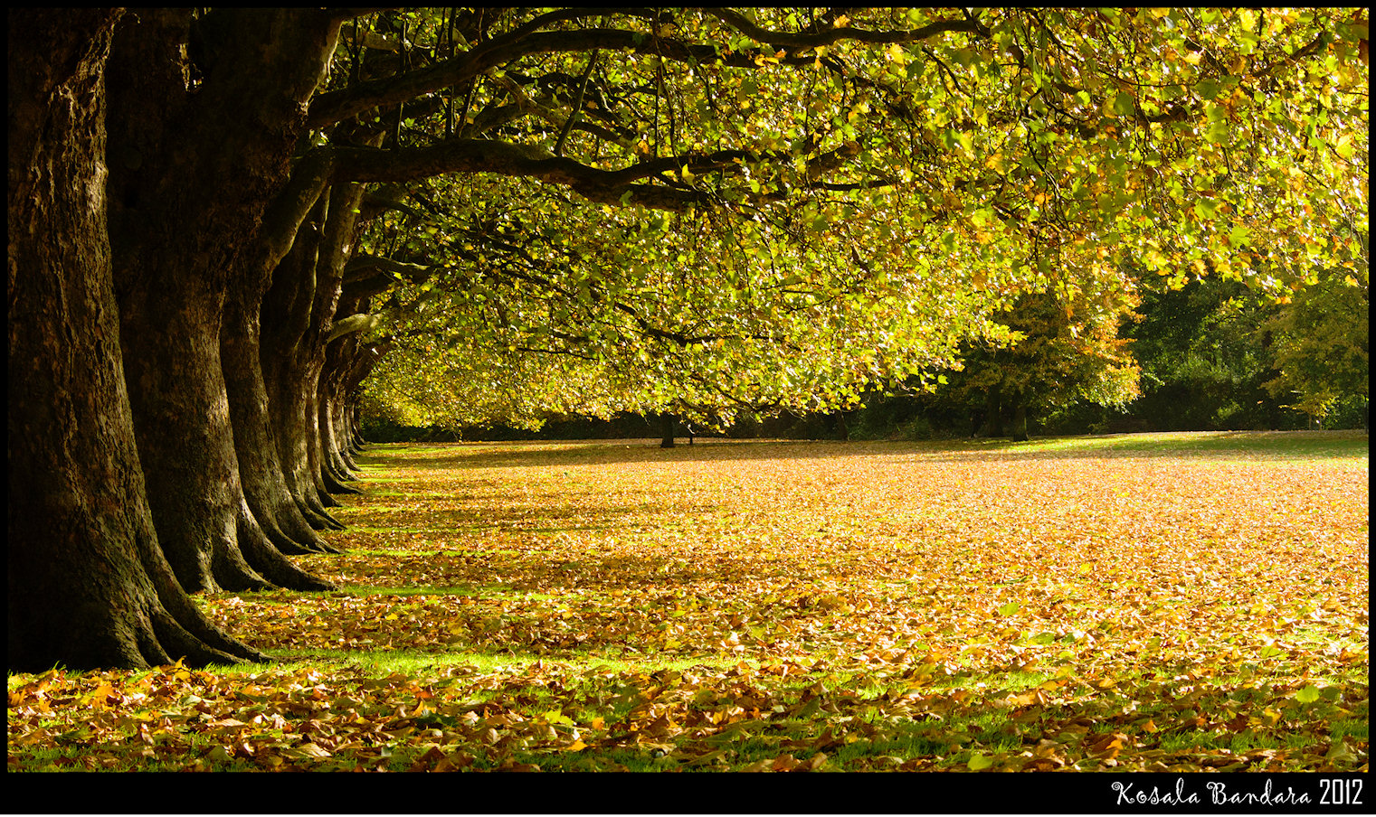 Park Leaves Jigsaw Puzzle