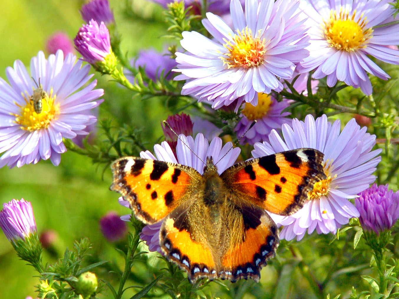 Perched Butterfly Jigsaw Puzzle