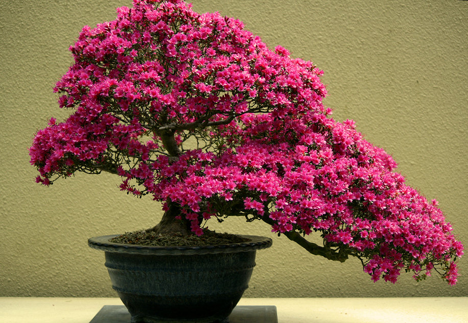 Pink Bonsai Jigsaw Puzzle