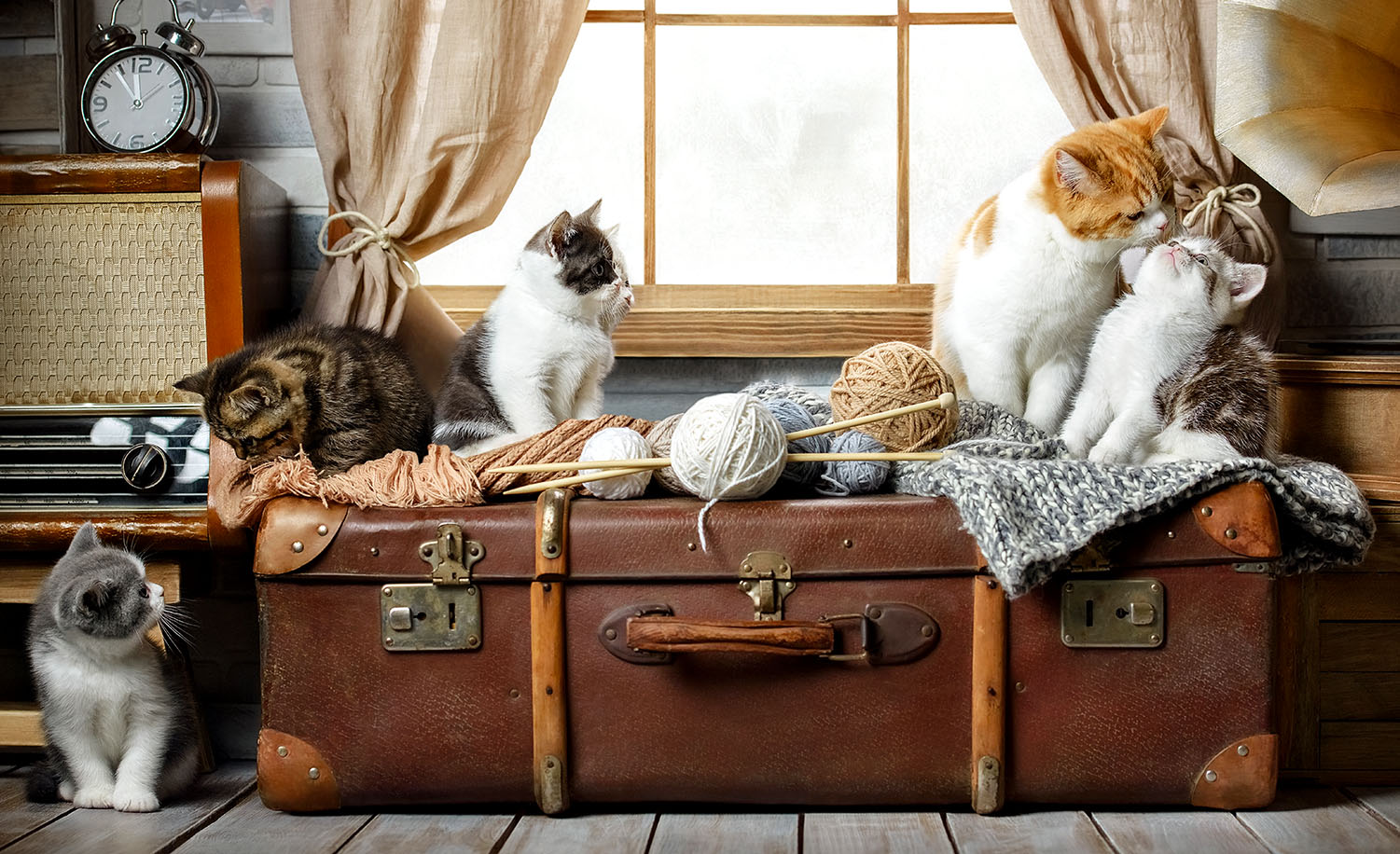 kittens playing with toys