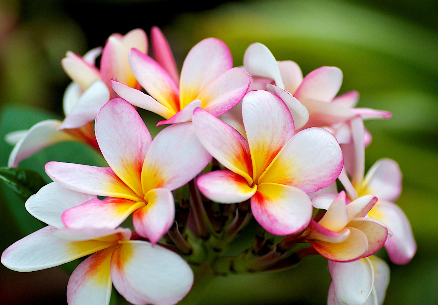 Plumeria Rubra Jigsaw Puzzle