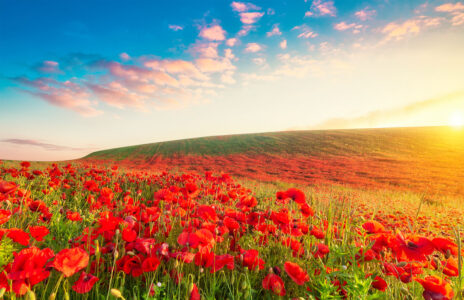 Poppy Field Jigsaw Puzzle